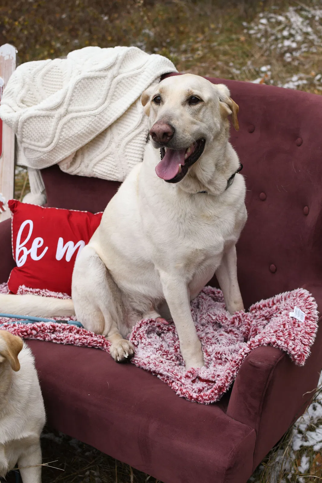 Lost dog in Argusville, ND, 58005
