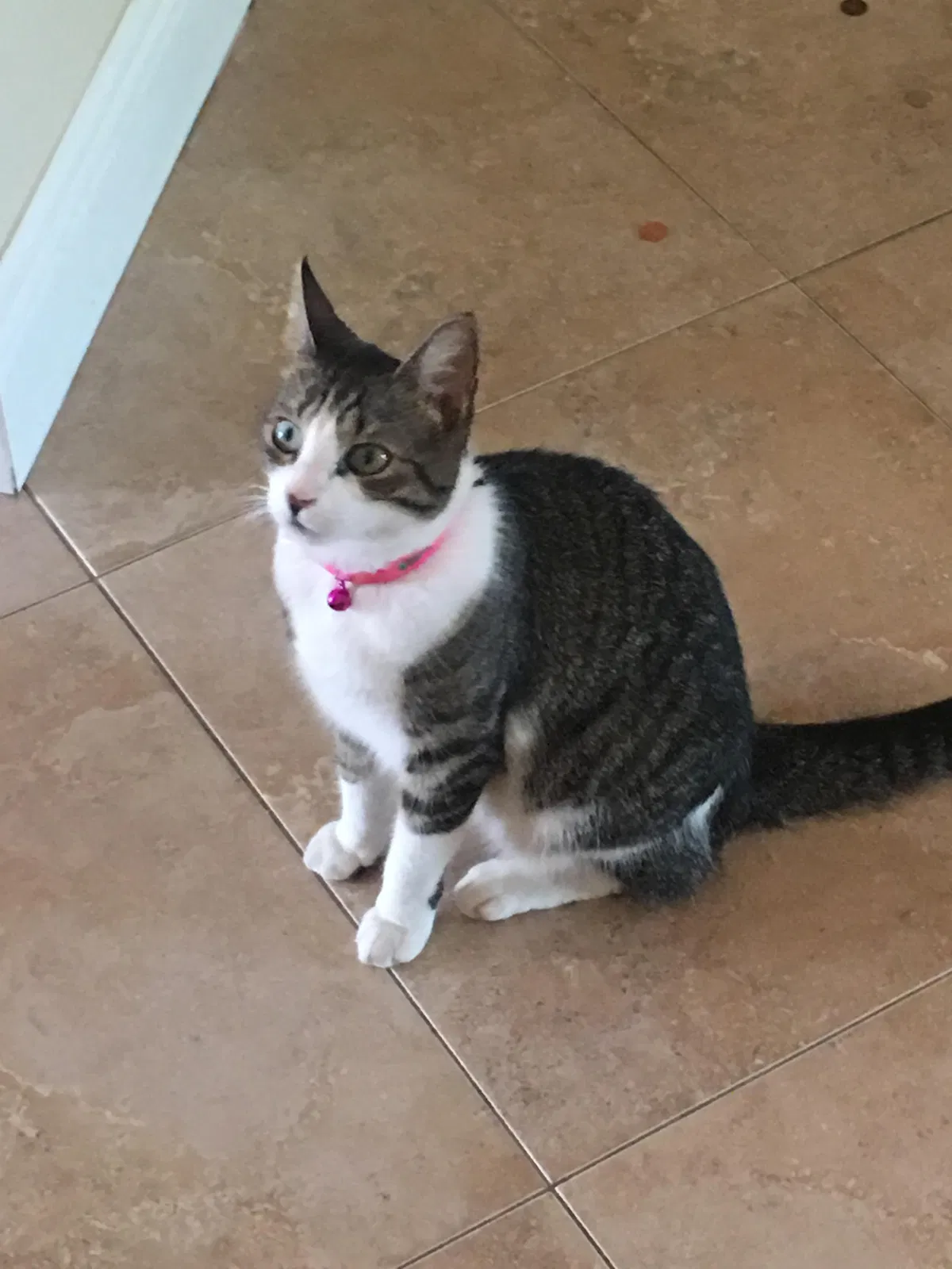 Lost cat in Miami, FL, 33157