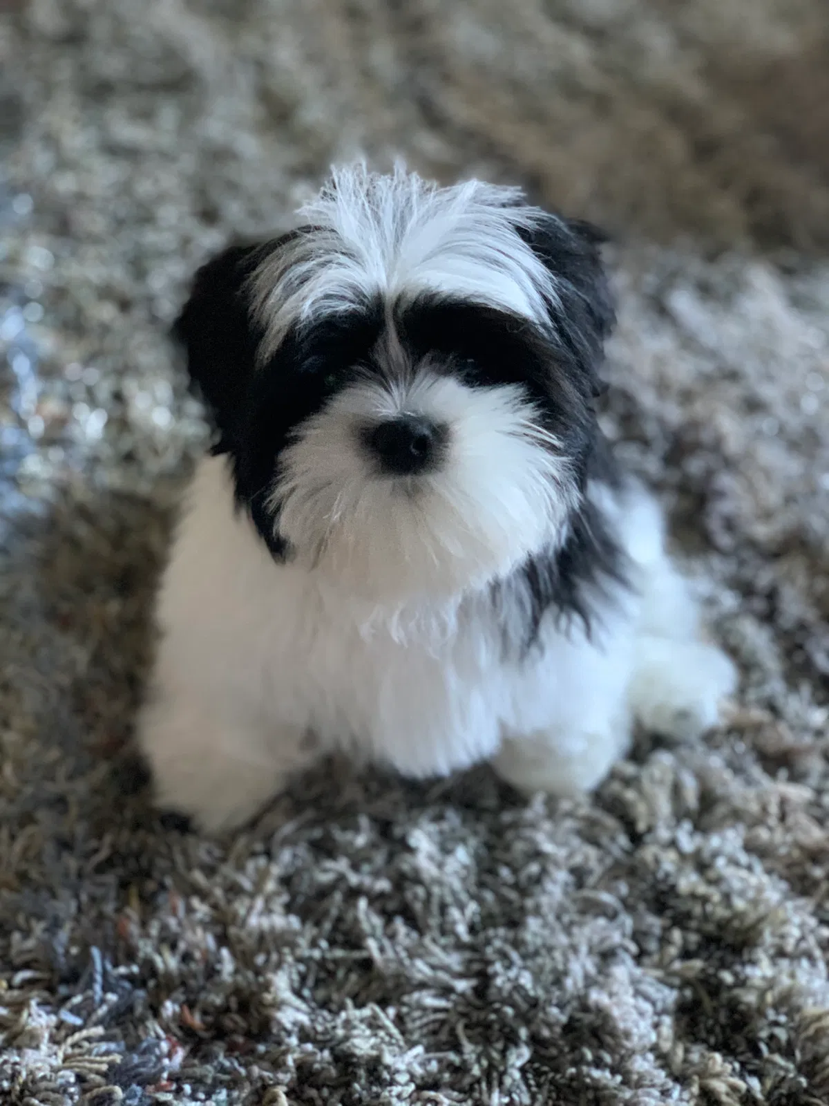 Lost dog in Pflugerville, TX, 78660