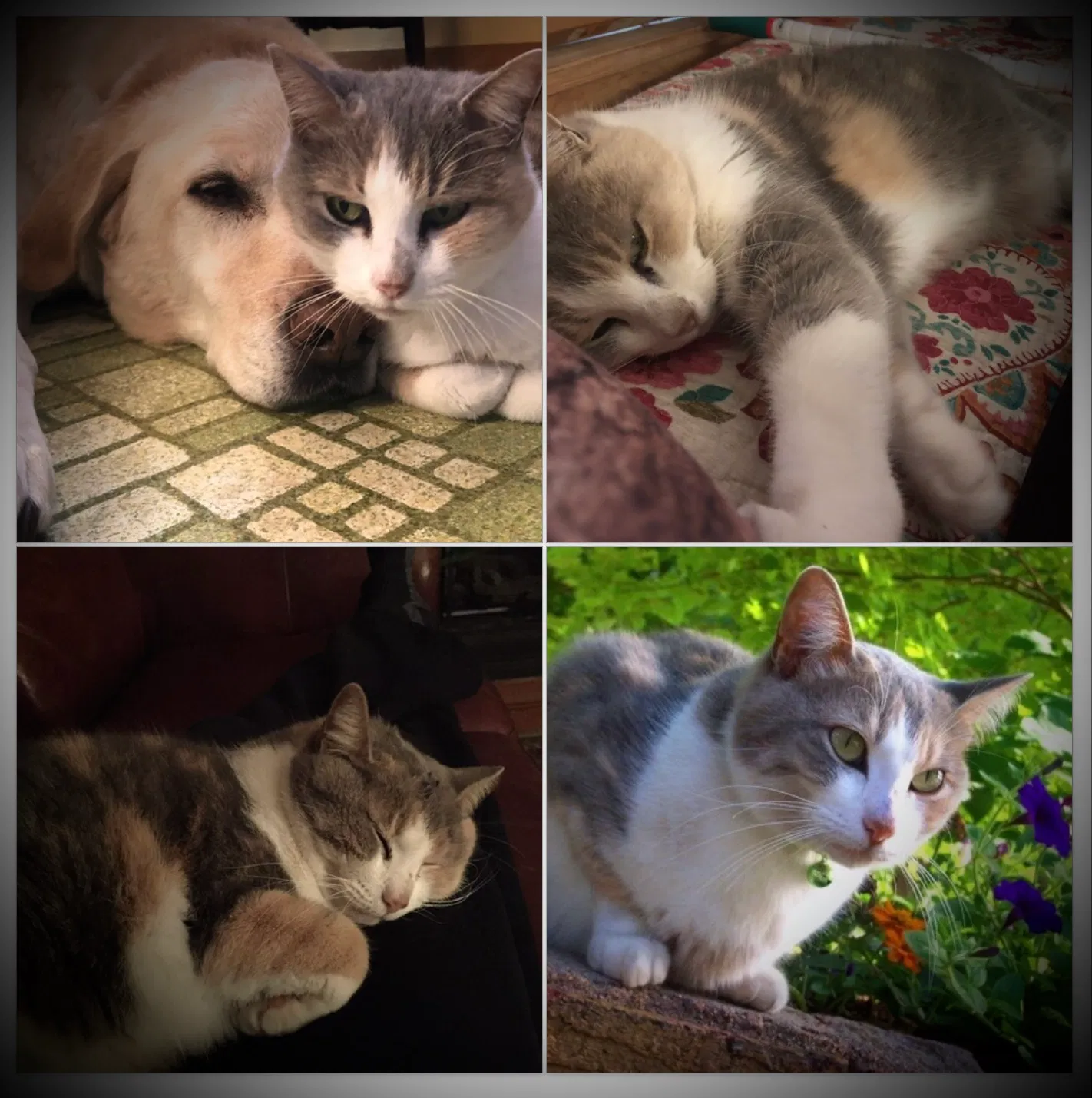 Lost cat in Wichita, KS, 67203
