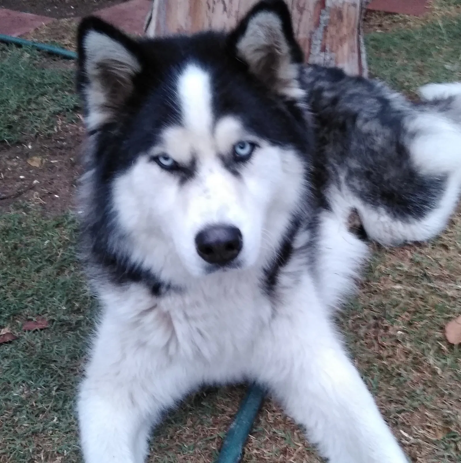 Lost dog in Fresno, CA, 93702