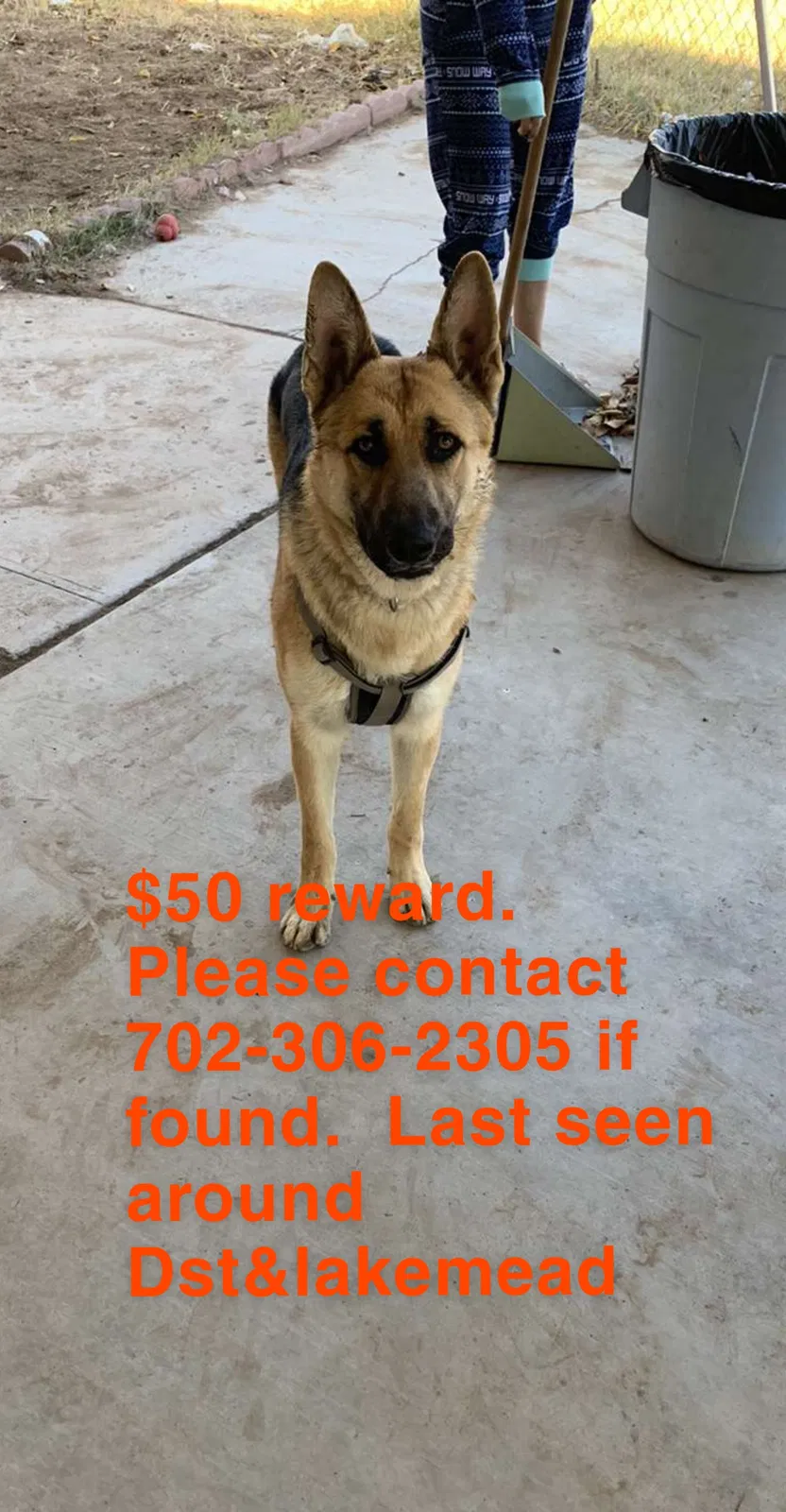 Lost dog in Las Vegas, NV, 89106