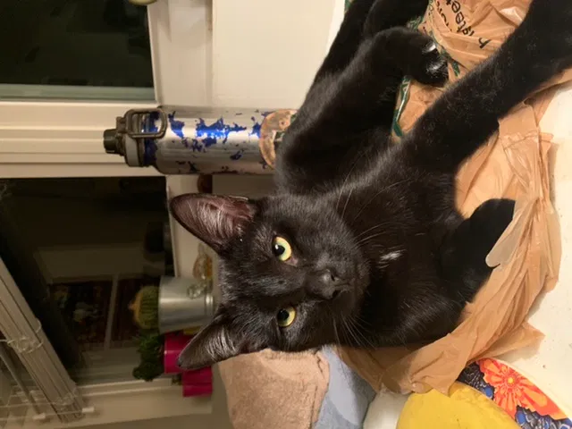 Lost cat in Greensboro, NC, 27410