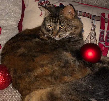 Lost cat in Buford, GA, 30518