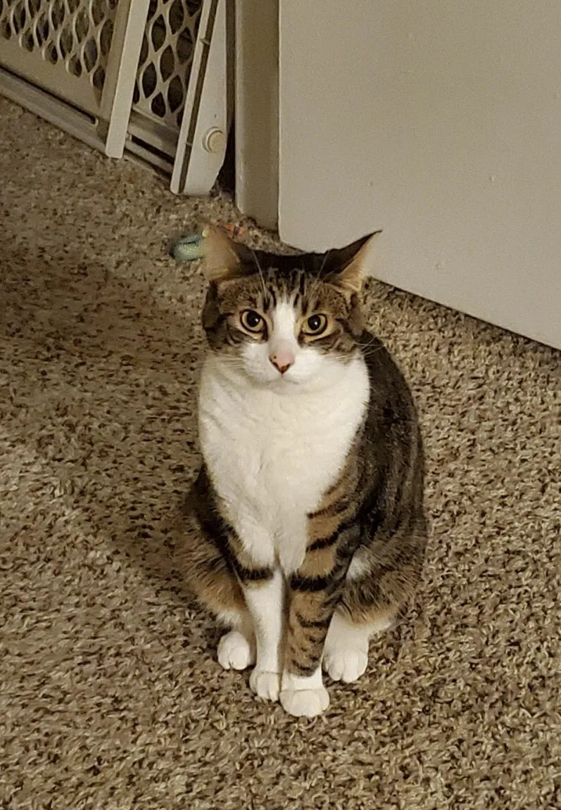 Lost cat in Ventura, CA, 93003
