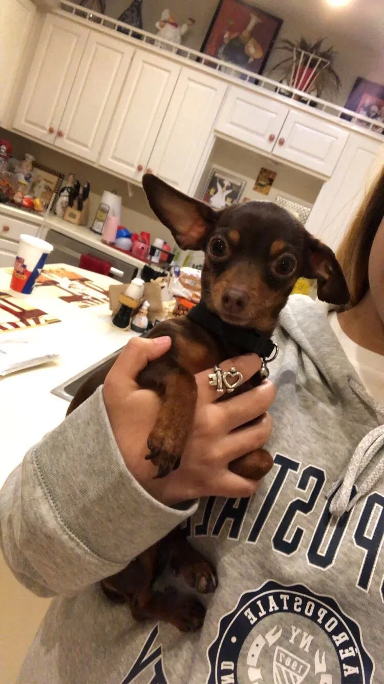 Lost dog in Midland, TX, 79701