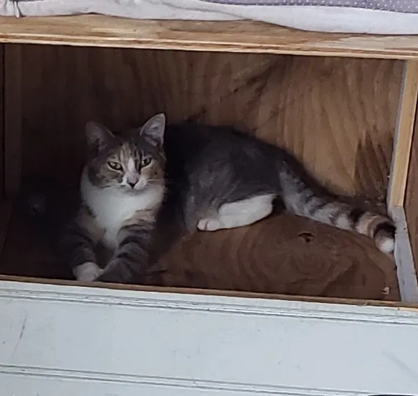 Lost cat in Leland, NC, 28451