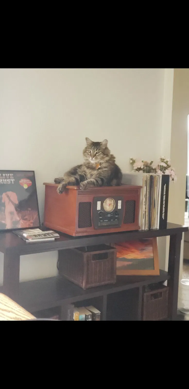 Lost cat in Seattle, WA, 98178
