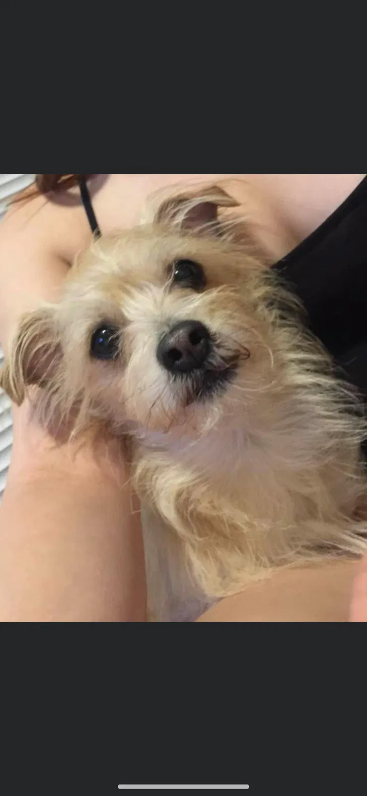 Lost dog in Fort Worth, TX, 76133
