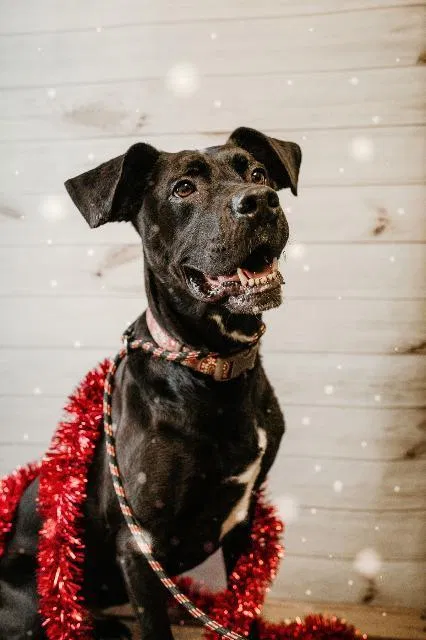 Lost dog in Des Lacs, ND, 58733