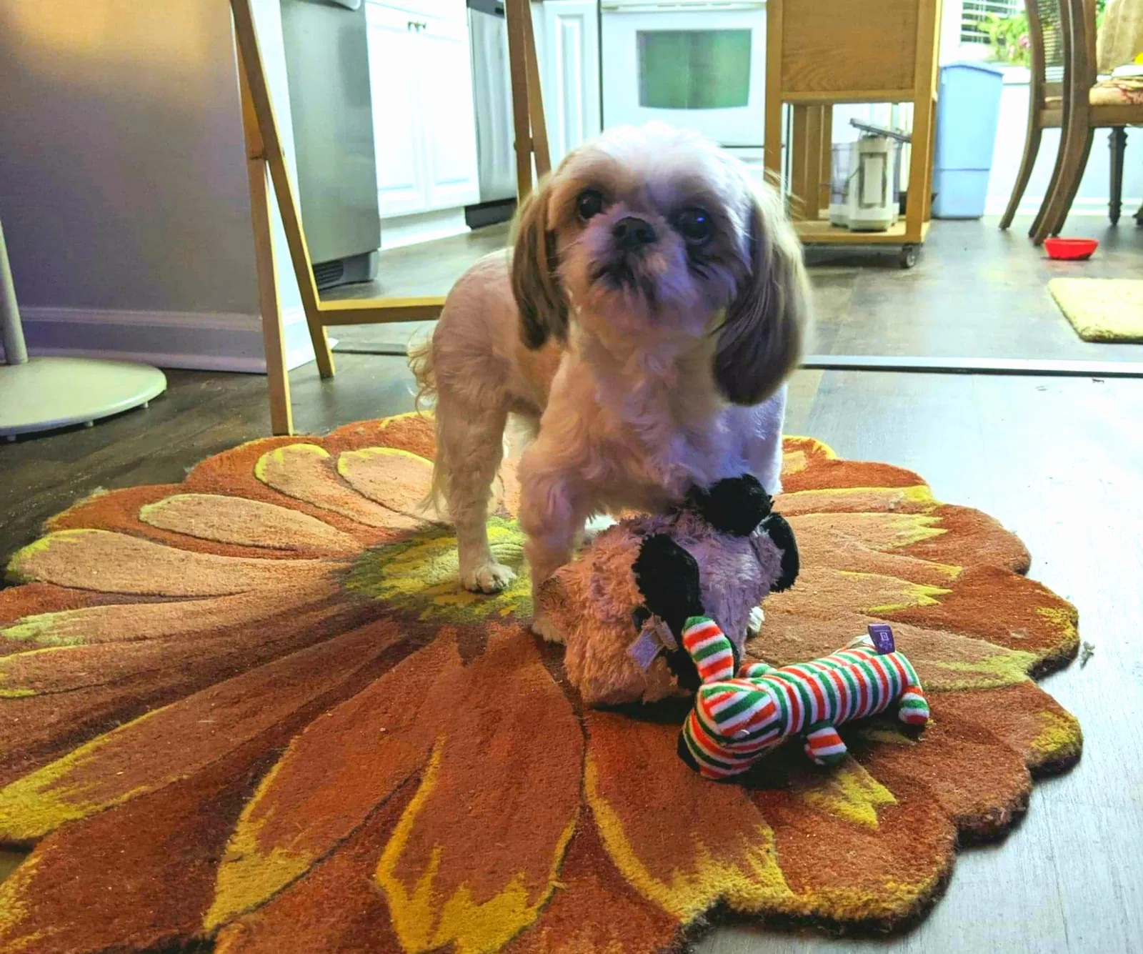 Lost dog in Greer, SC, 29651