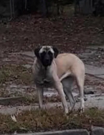 Lost dog in Norfolk, VA, 23503