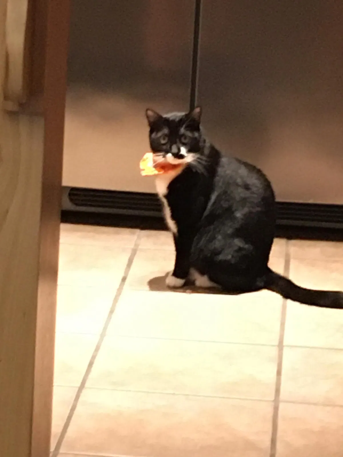 Lost cat in Newnan, GA, 30263