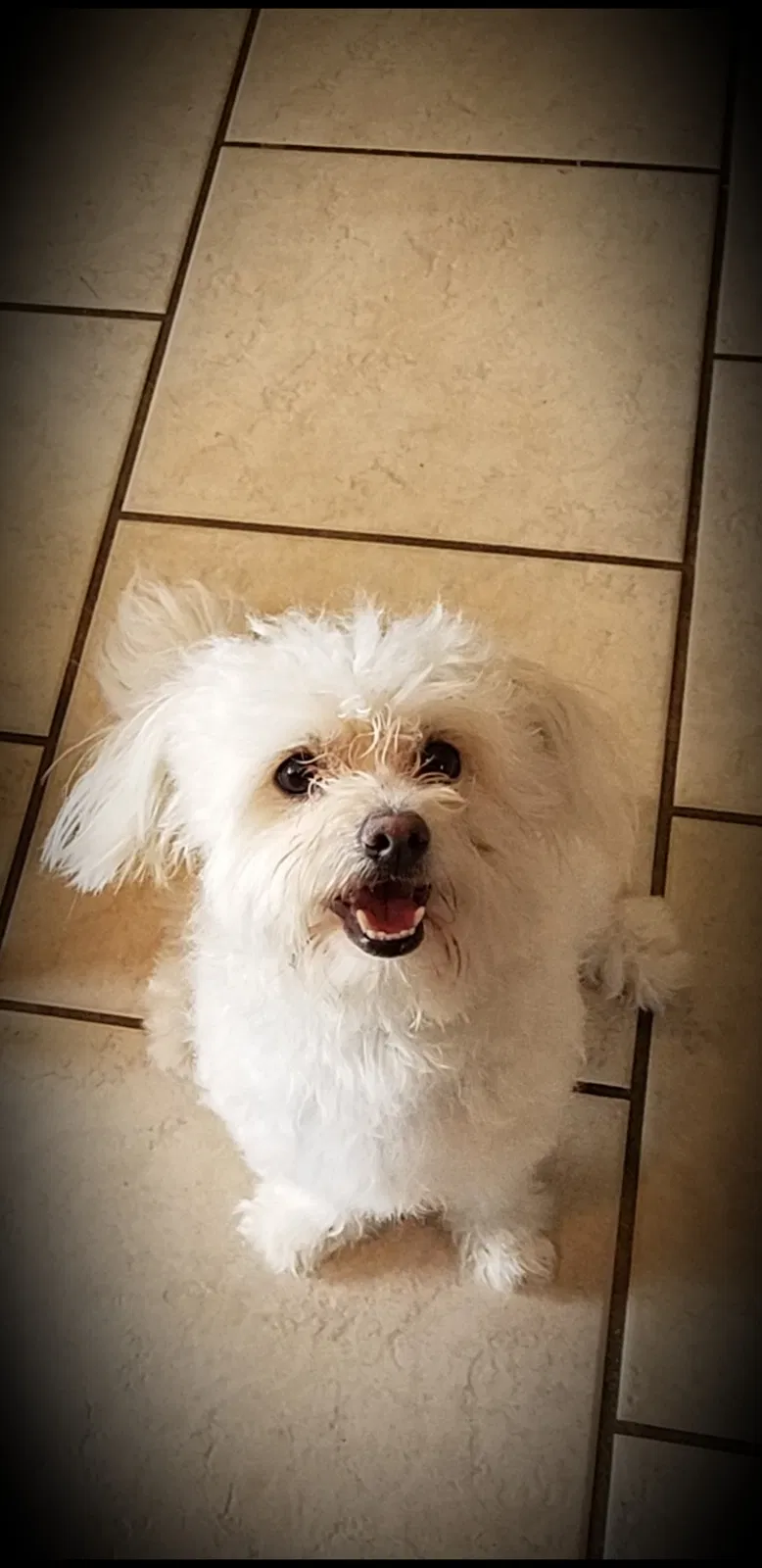 Lost dog in Bakersfield, CA, 93308