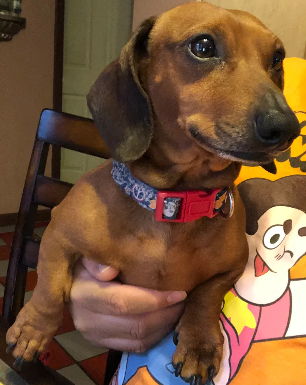 Lost dog in Sherman, TX, 75090