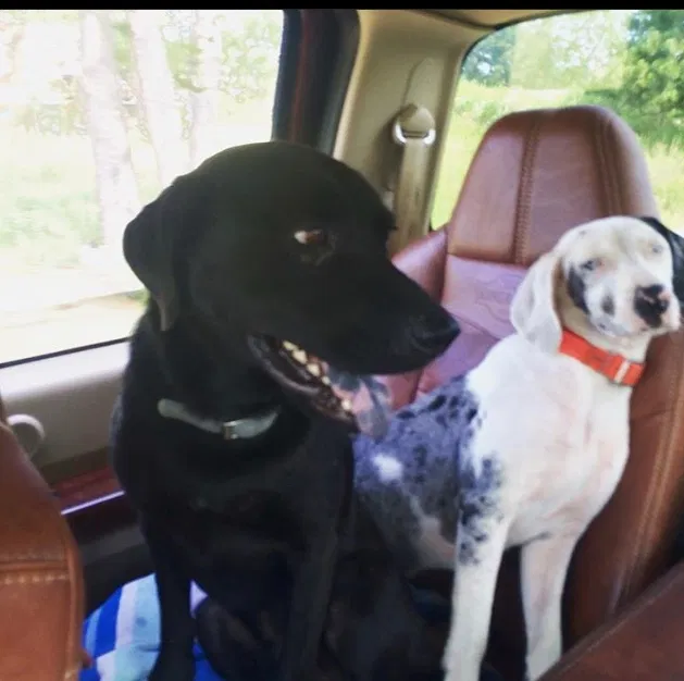 Lost dog in Loranger, LA, 70446