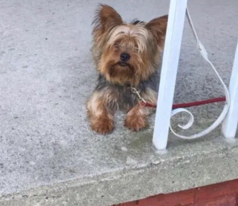 Lost dog in Detroit, MI, 48238