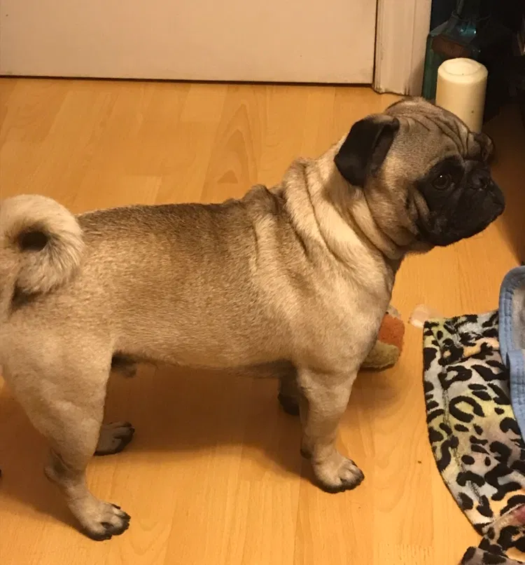 Lost dog in Pomona, CA, 91766