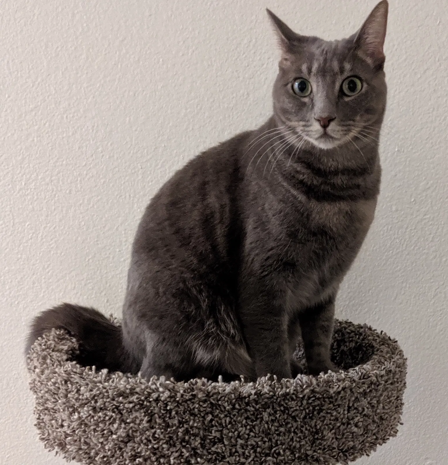 Lost cat in Foothill Ranch, CA, 92610