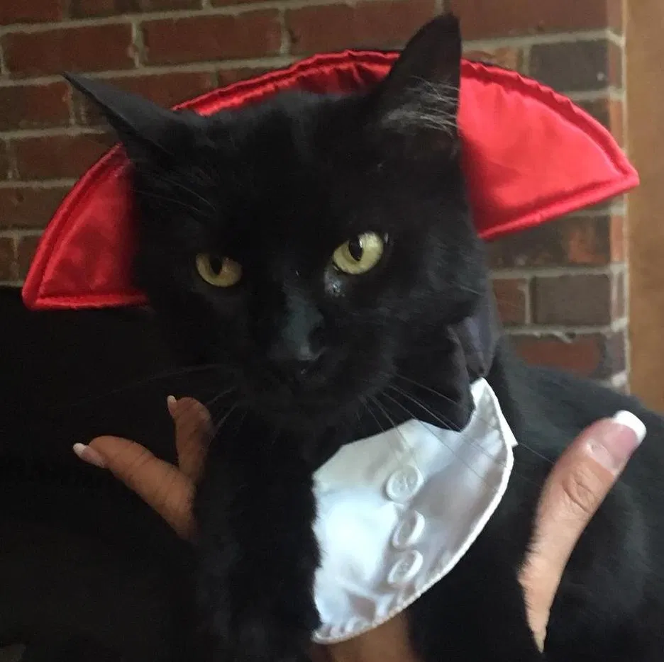 Lost cat in Fort Lauderdale, FL, 33316