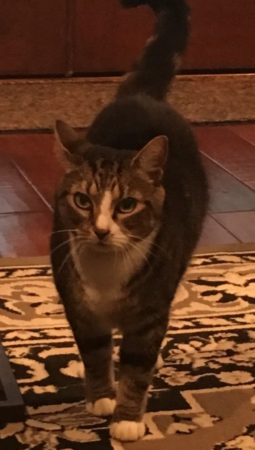 Lost cat in Saint Johns, FL, 32259
