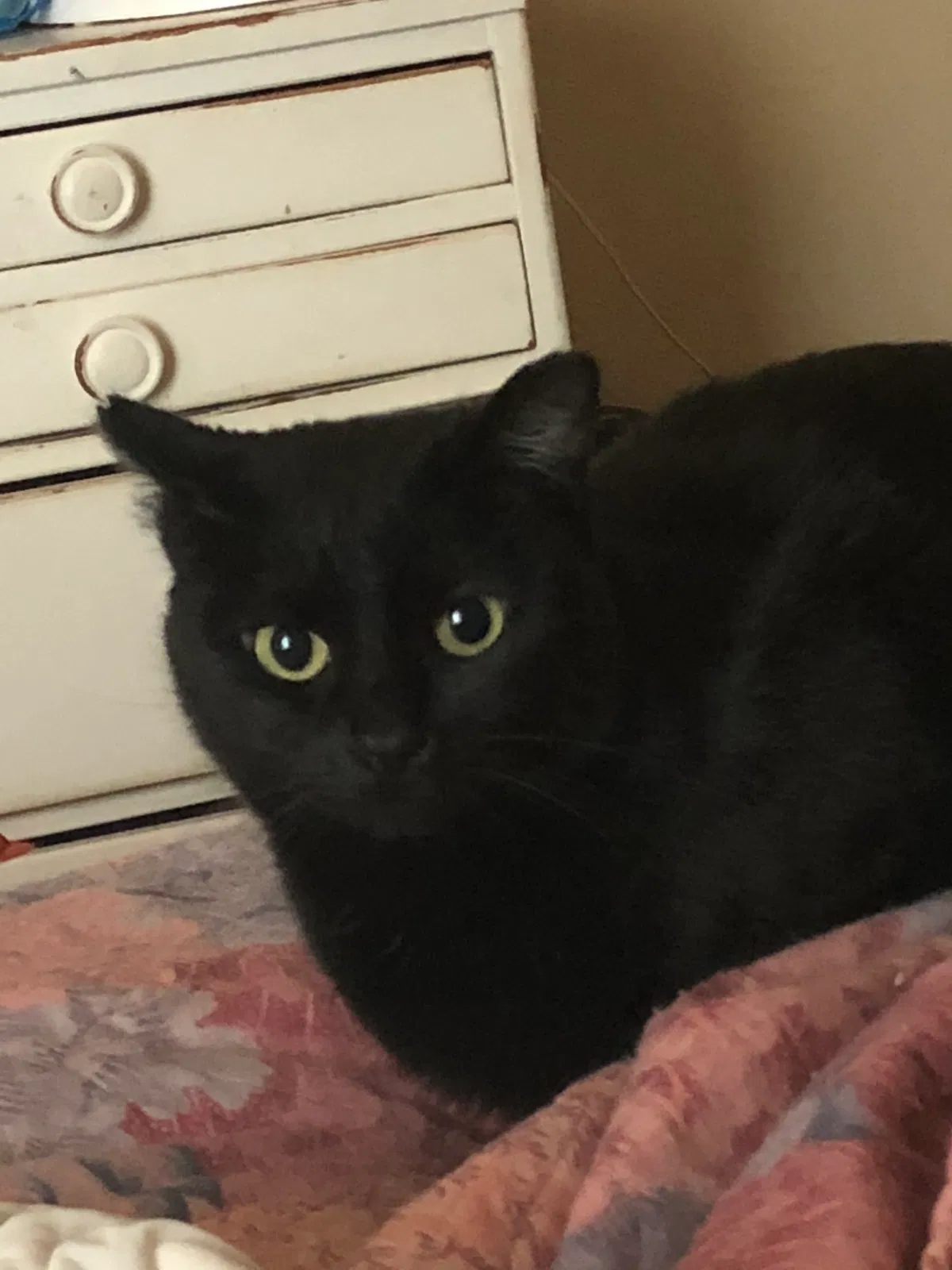Lost cat in Saint Louis, MO, 63118
