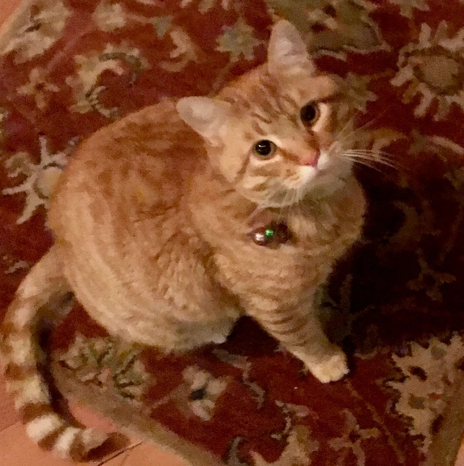 Lost cat in Asheville, NC, 28801