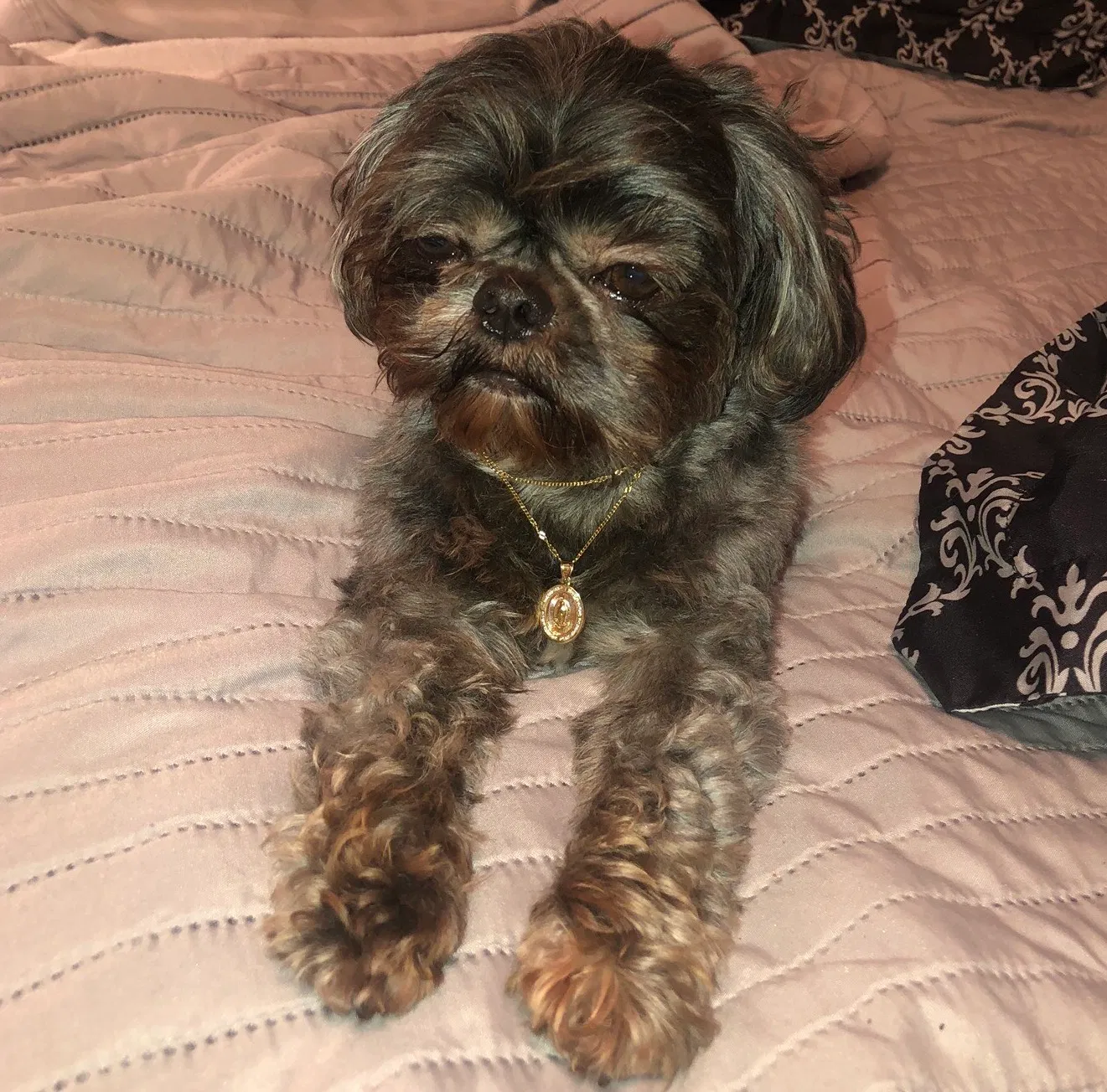 Lost dog in Fort Worth, TX, 76116