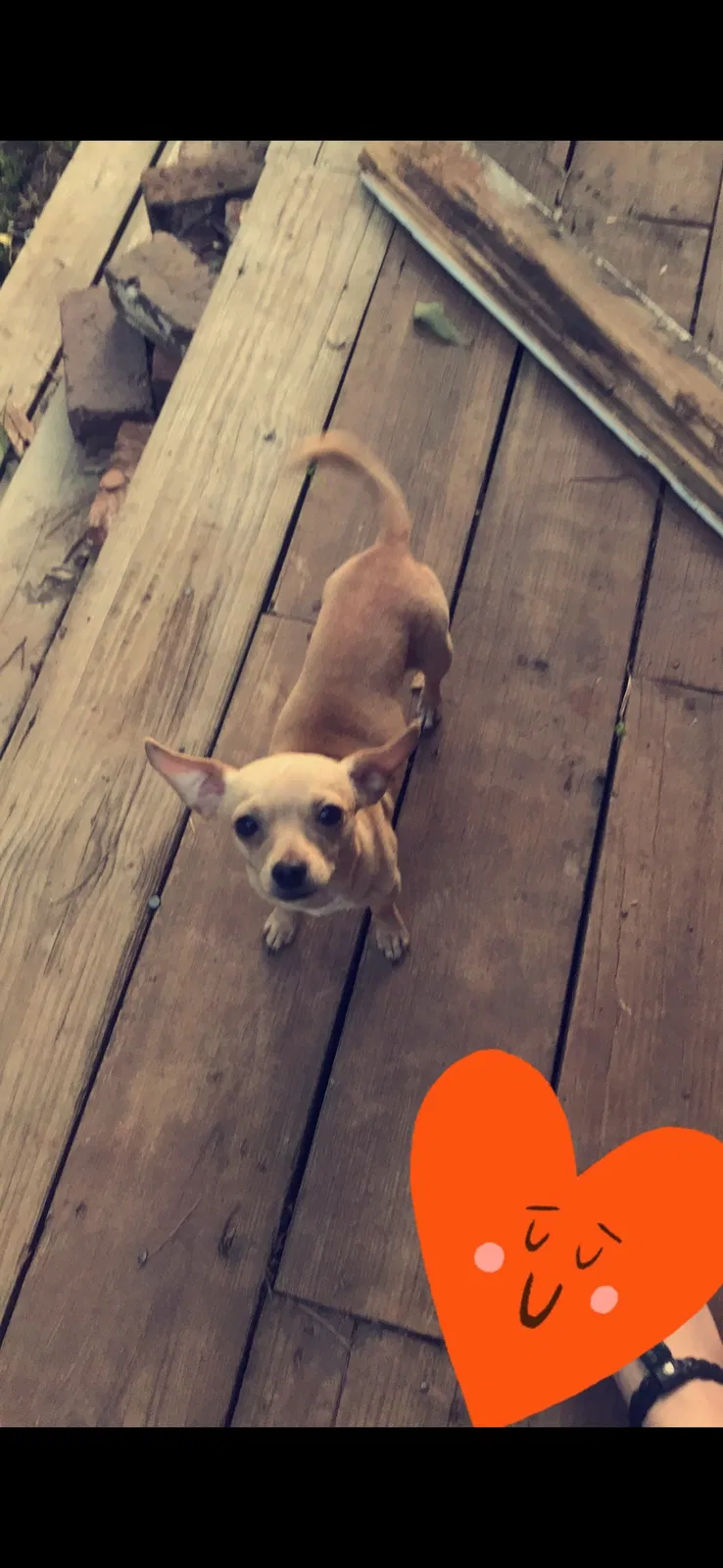 Lost dog in Jacksonville, TX, 75766