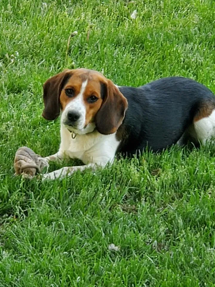 Lost dog in Rochester, NY, 14623