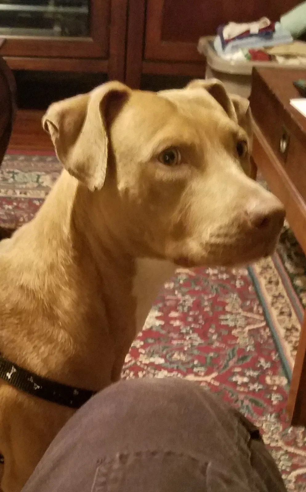 Lost dog in San Antonio, TX, 78255