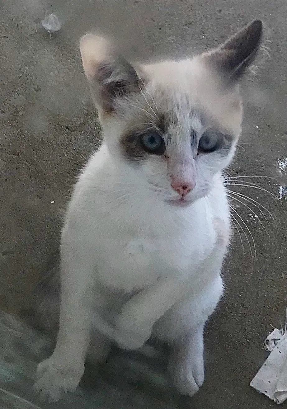 Lost cat in West Covina, CA, 91790