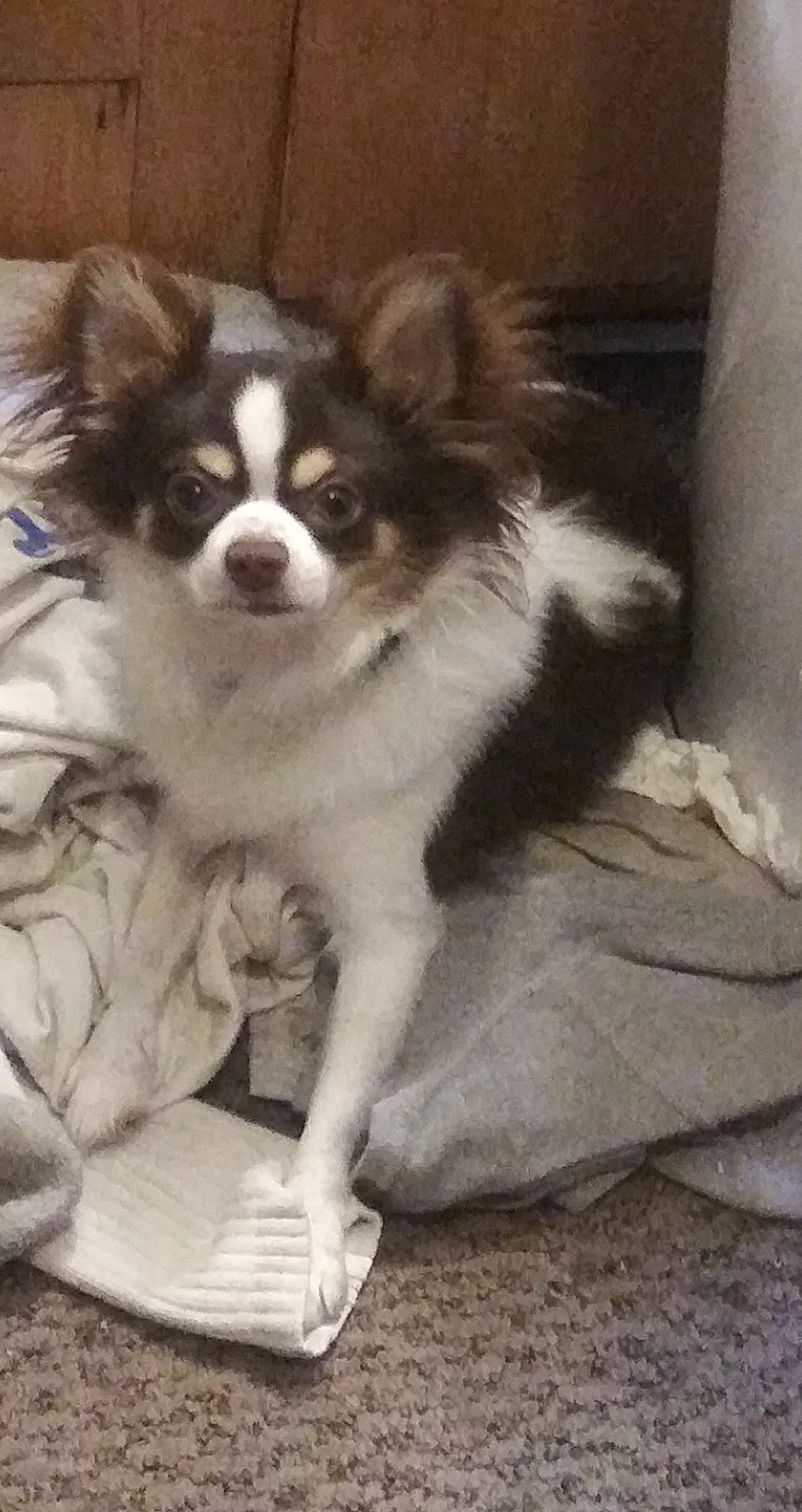 Lost dog in Spokane, WA, 99212