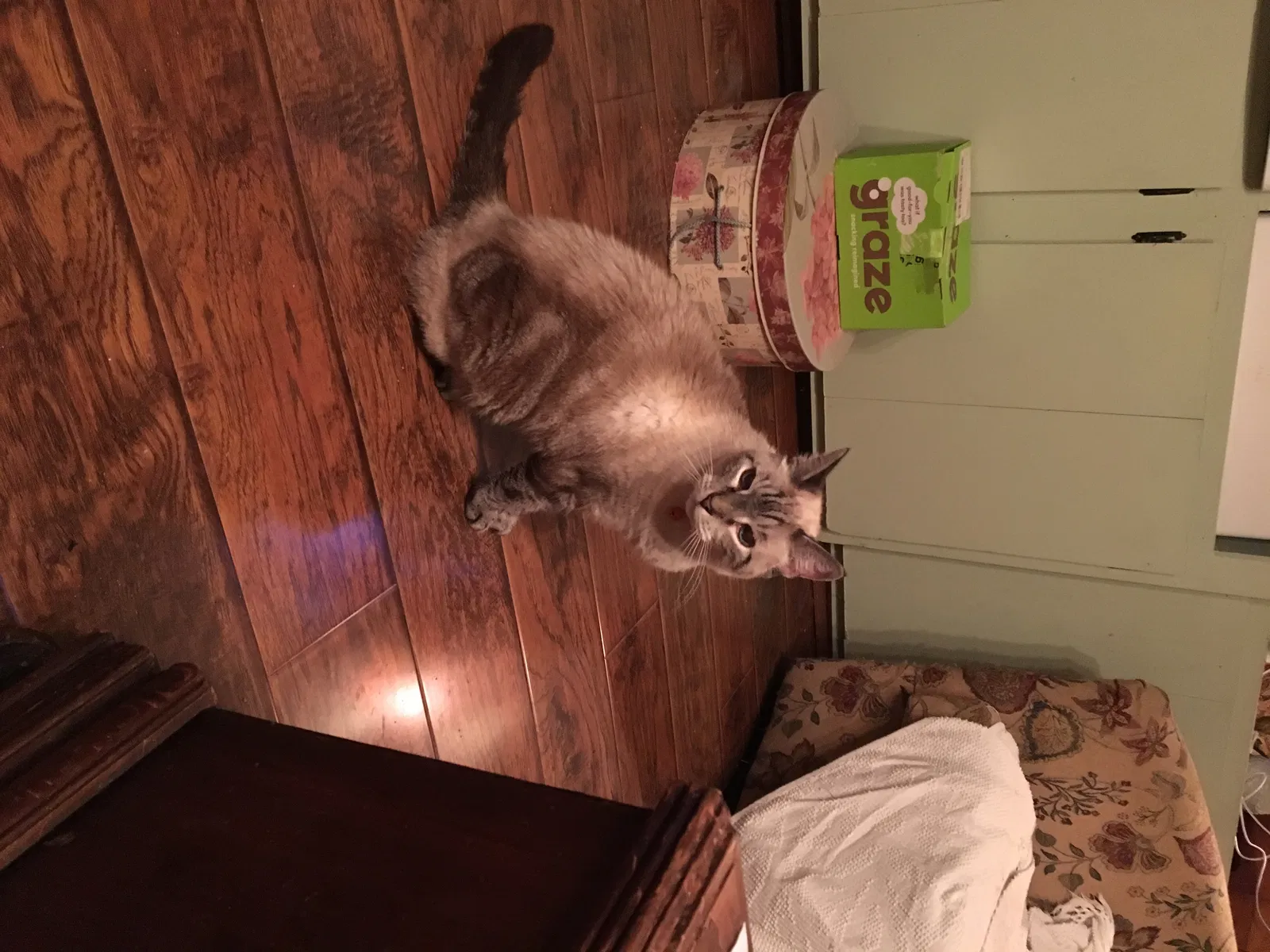 Lost cat in Green Bay, WI, 54303