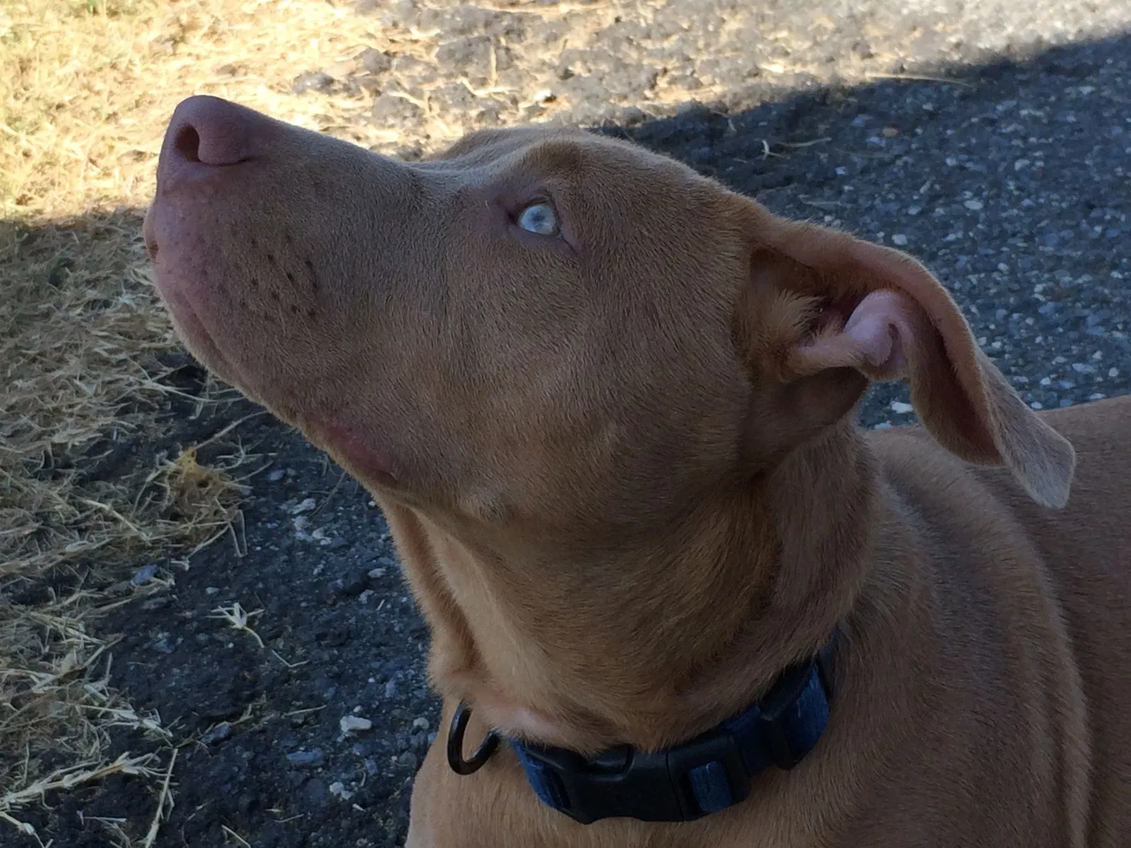 Lost dog in Gastonia, NC, 28054