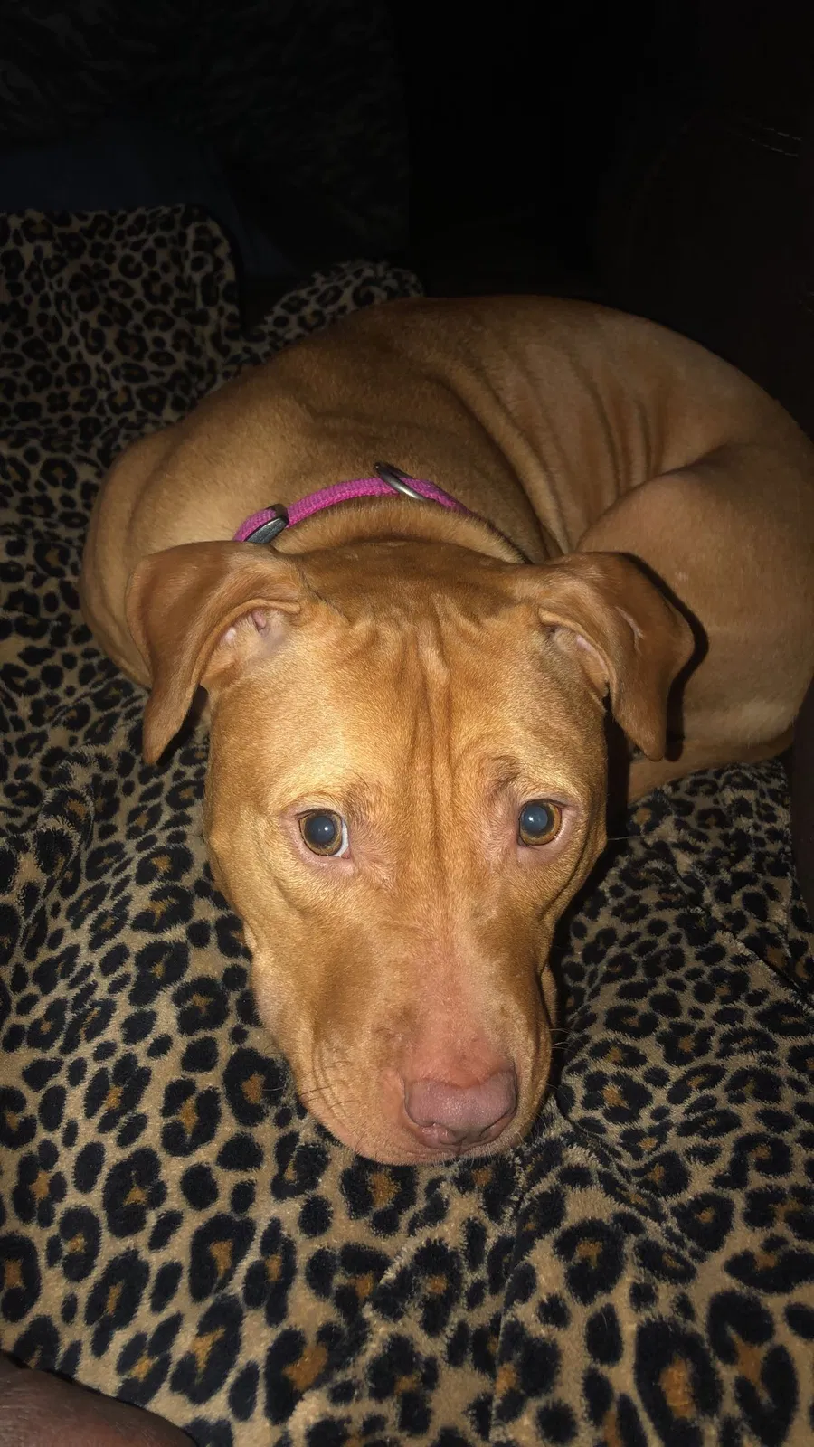 Lost dog in Winona, MN, 55987