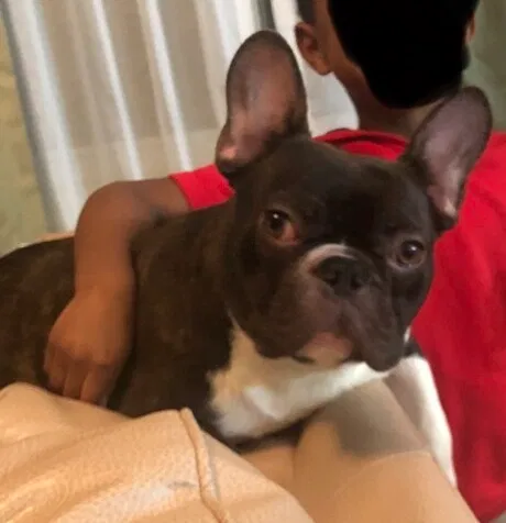 Lost dog in Miami, FL, 33177