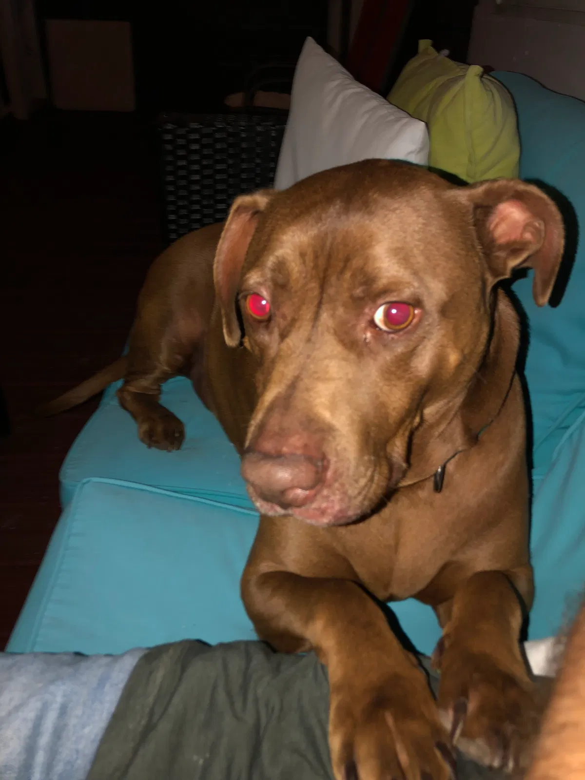 Lost dog in Molino, FL, 32577