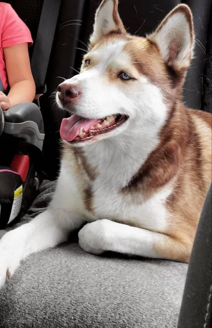Lost dog in Pomona, CA, 91766