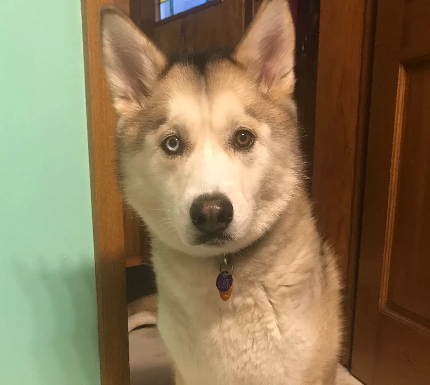 Lost dog in Fountain City, WI, 54629