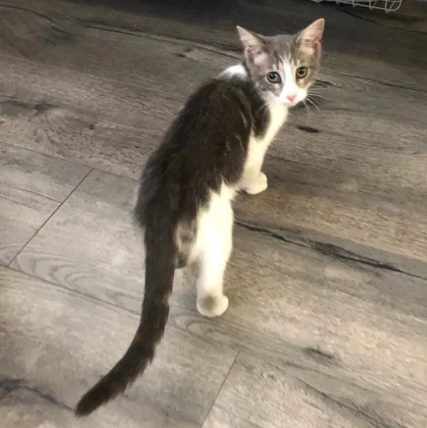 Lost cat in Valley Village, CA, 91607
