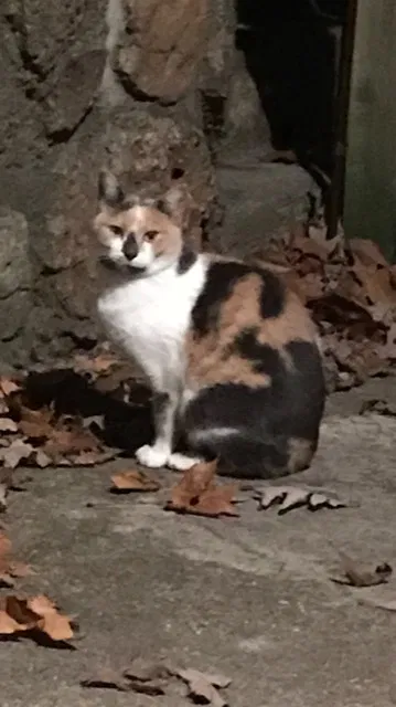 Lost cat in Dundee, IL, 60118