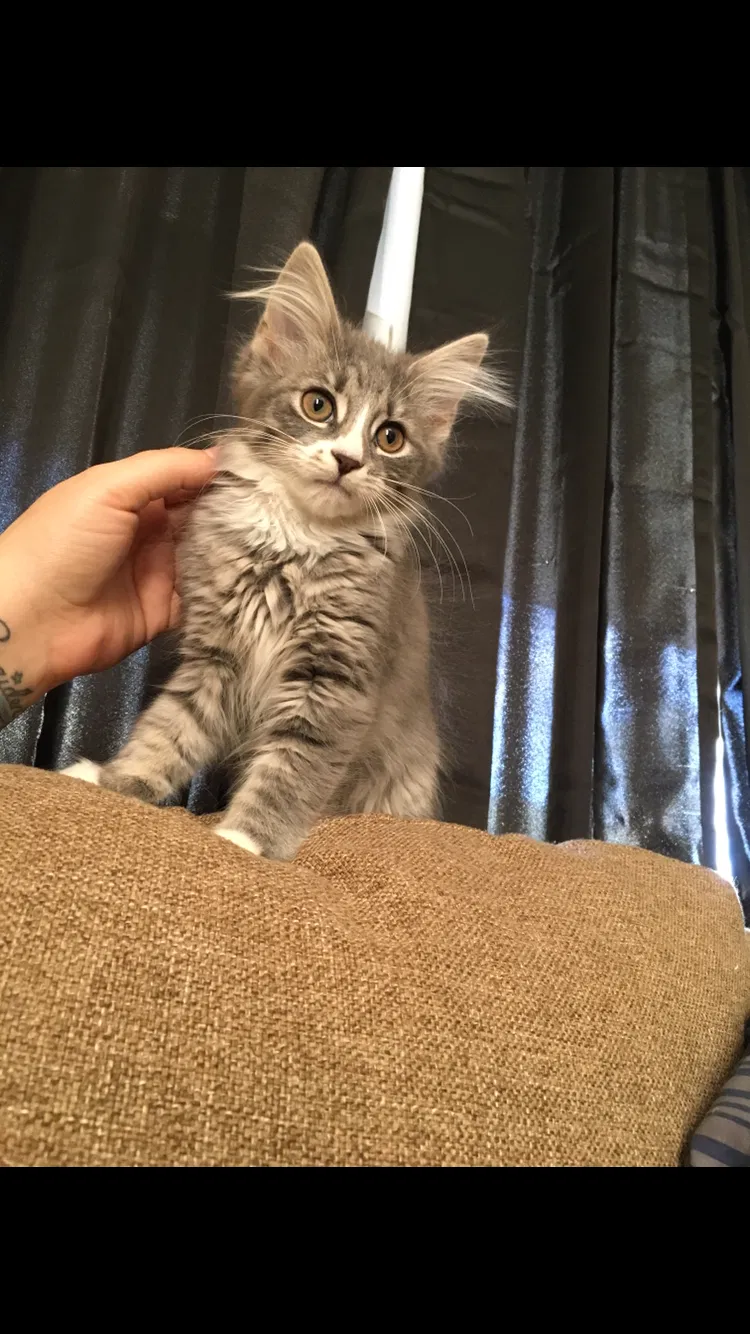 Lost cat in Verona, VA, 24482