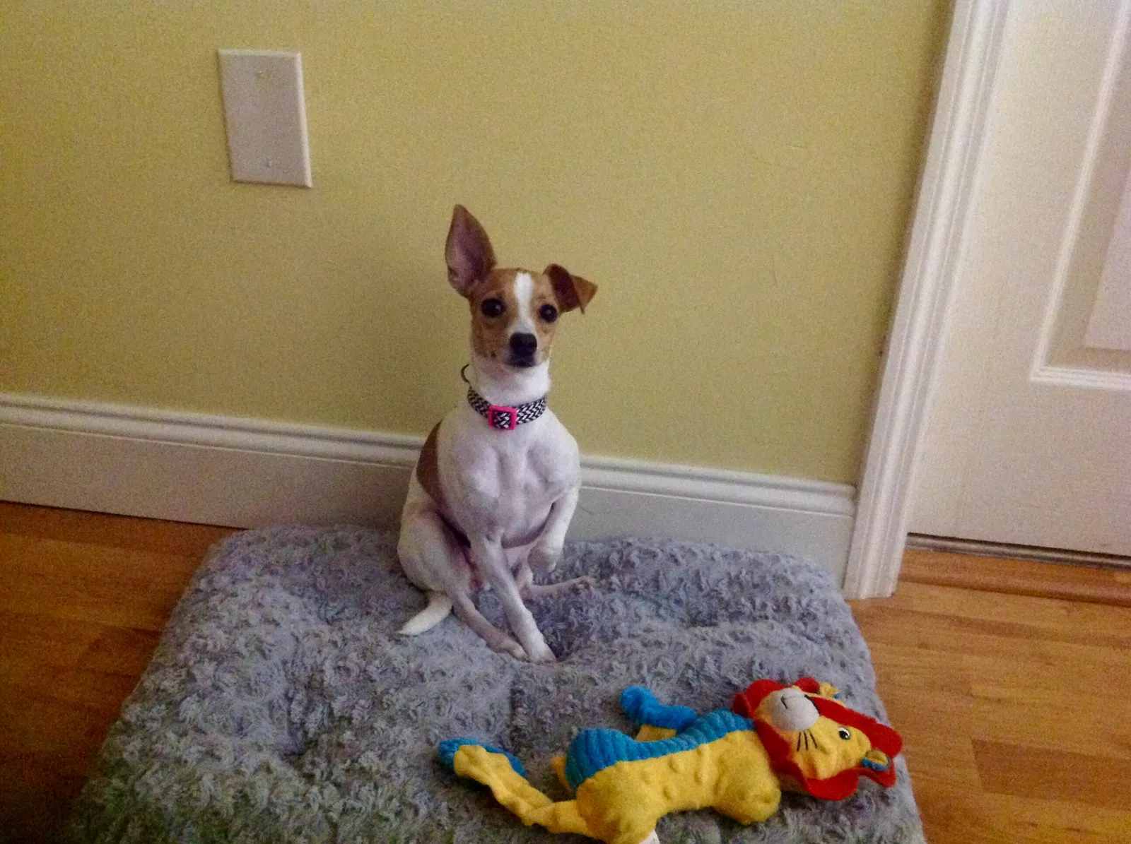 Lost dog in Miami, FL, 33183