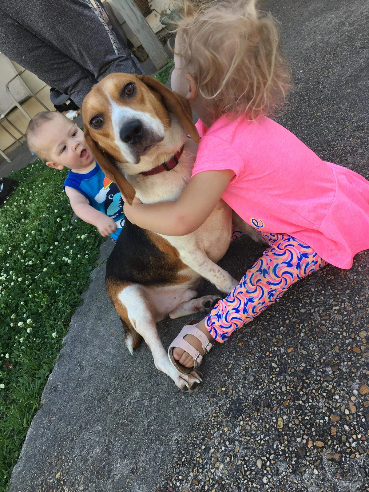 Lost dog in Gulfport, MS, 39503