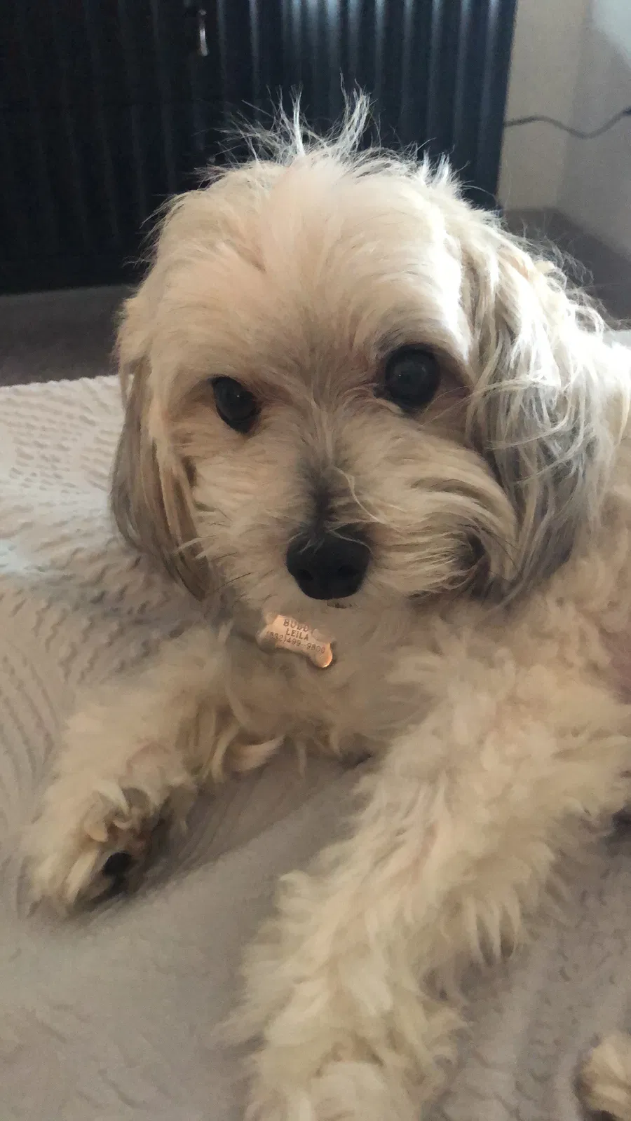 Lost dog in Katy, TX, 77449