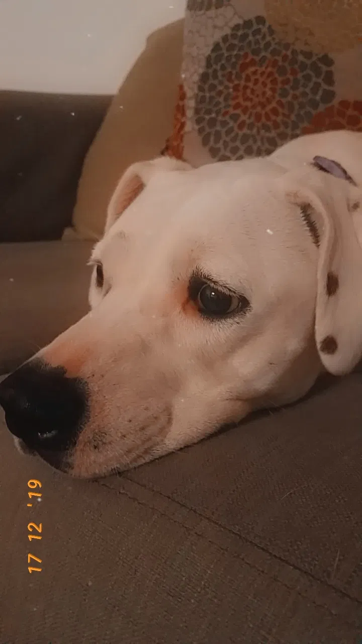 Lost dog in Corpus Christi, TX, 78413