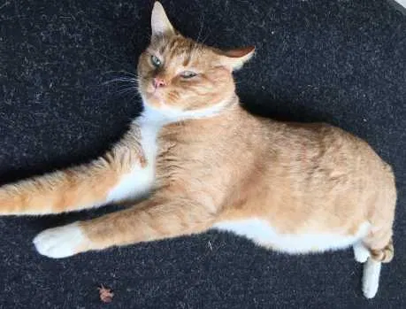 Lost cat in Bellingham, WA, 98226