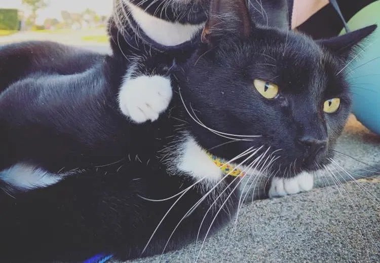 Lost cat in Orange, CA, 92869
