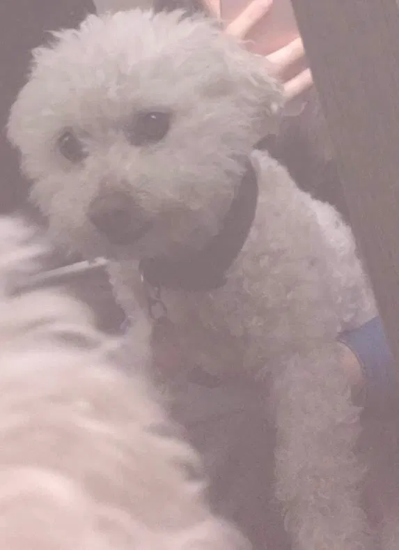 Lost dog in Cedar Lake, IN, 46303